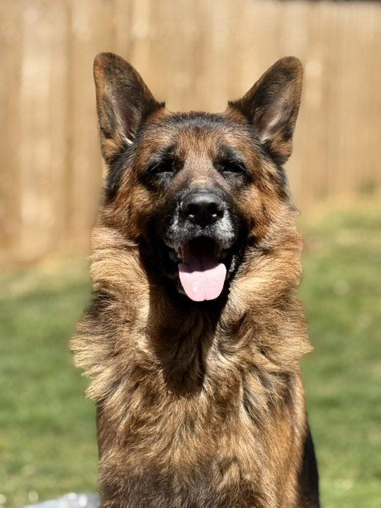 George the German Shepherd