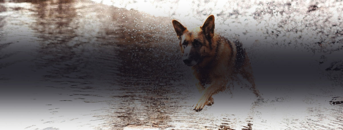 German Shepherd running through water
