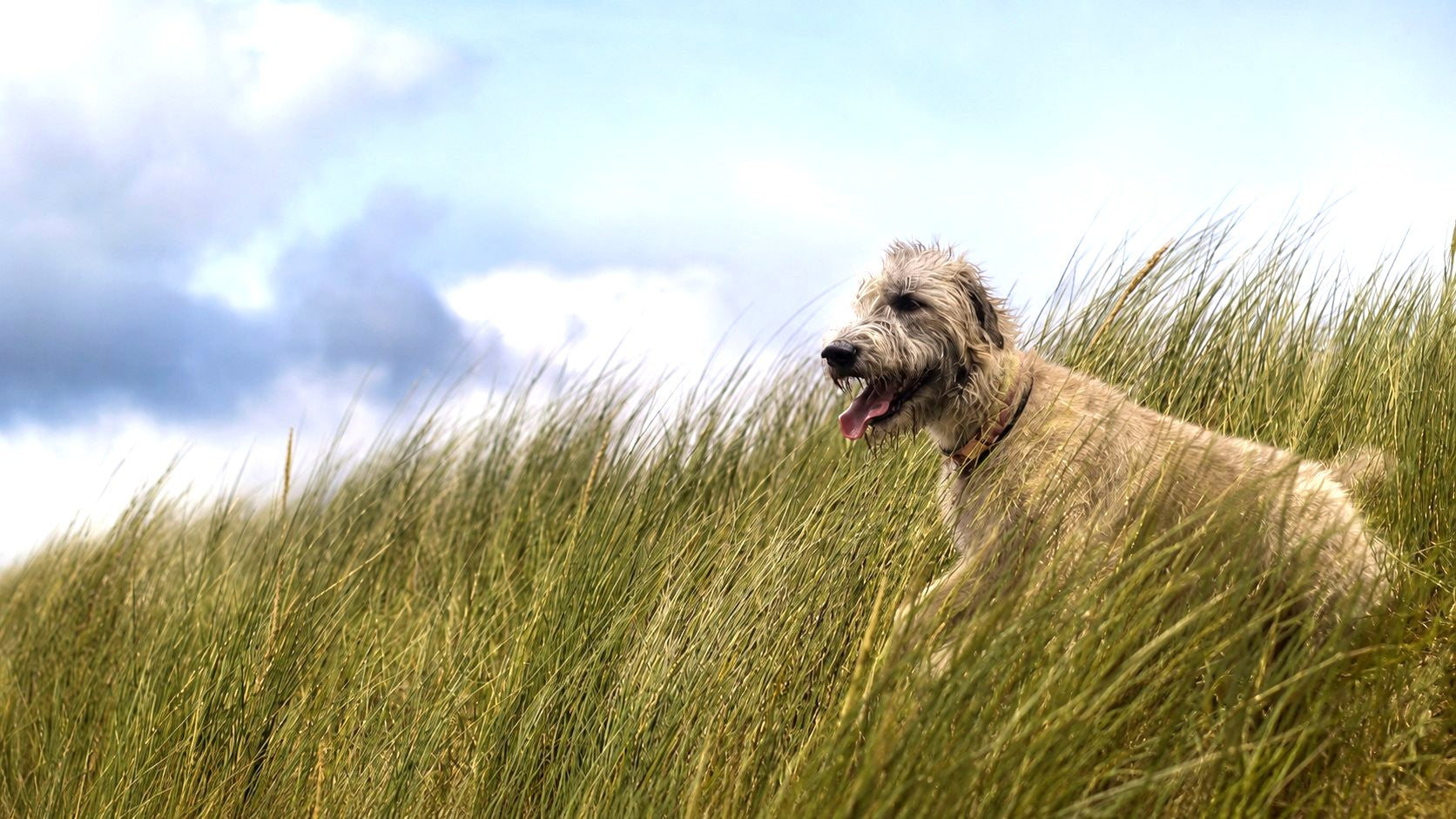 Irish Wolfhound in dune grass