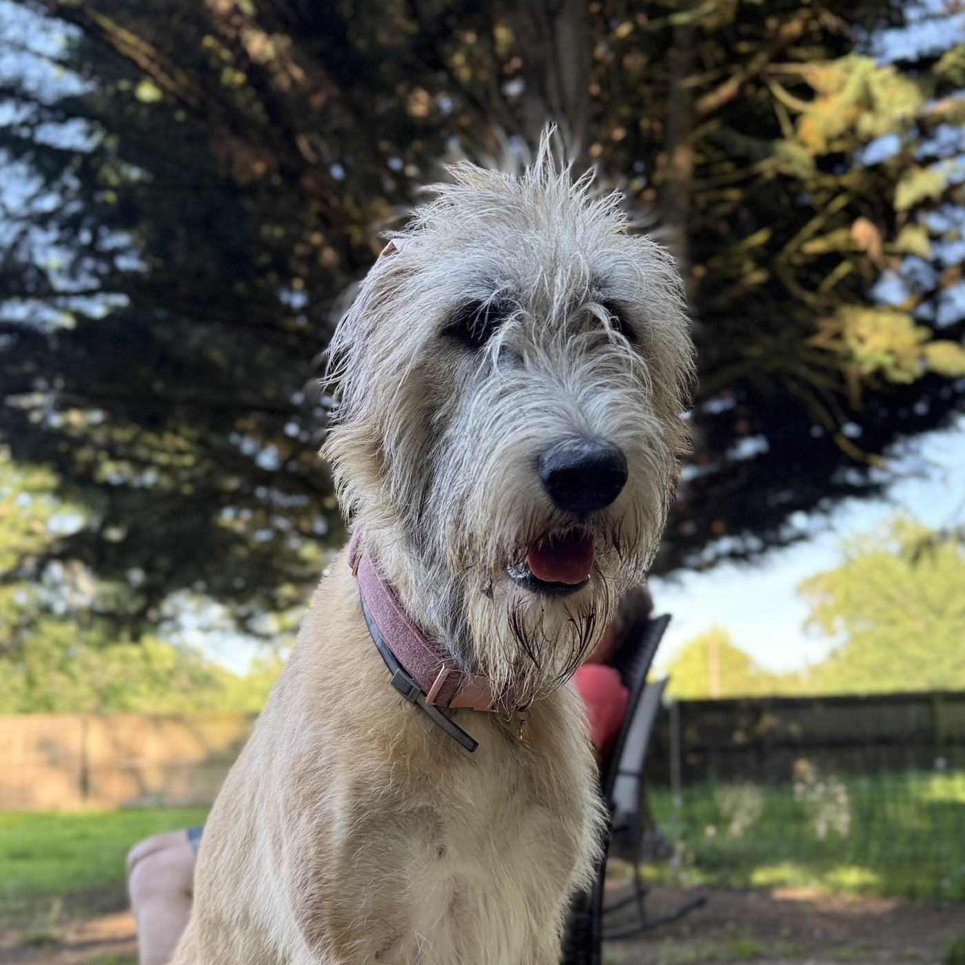 Misty the Irish Wolfhound