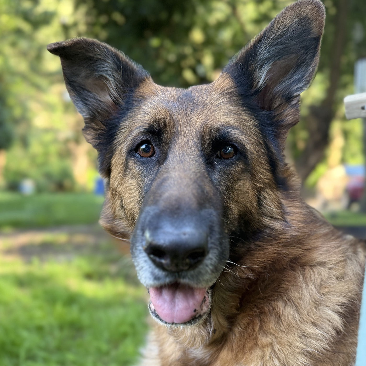 Stormy the German Shepherd